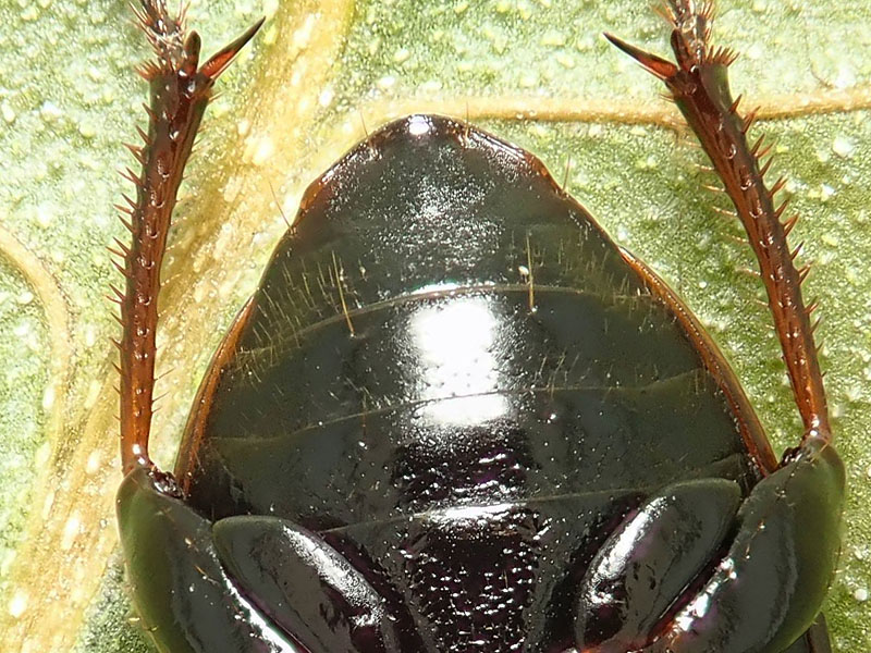 Carabo di Natale: Harpalus distinguendus